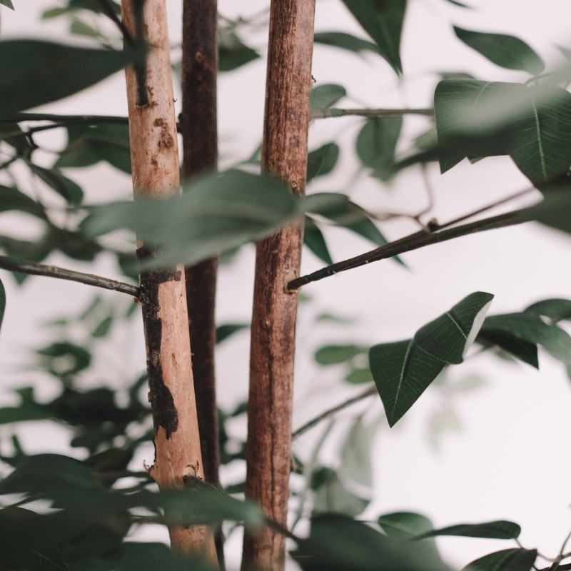 Ficus artificiel Oiko (6/7)